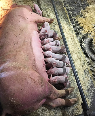 Sugga med nyfödda grisar Nibble